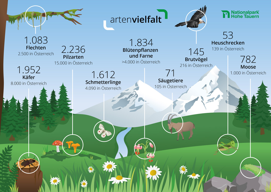 Infografik Biodiversitaaet A4 WEB