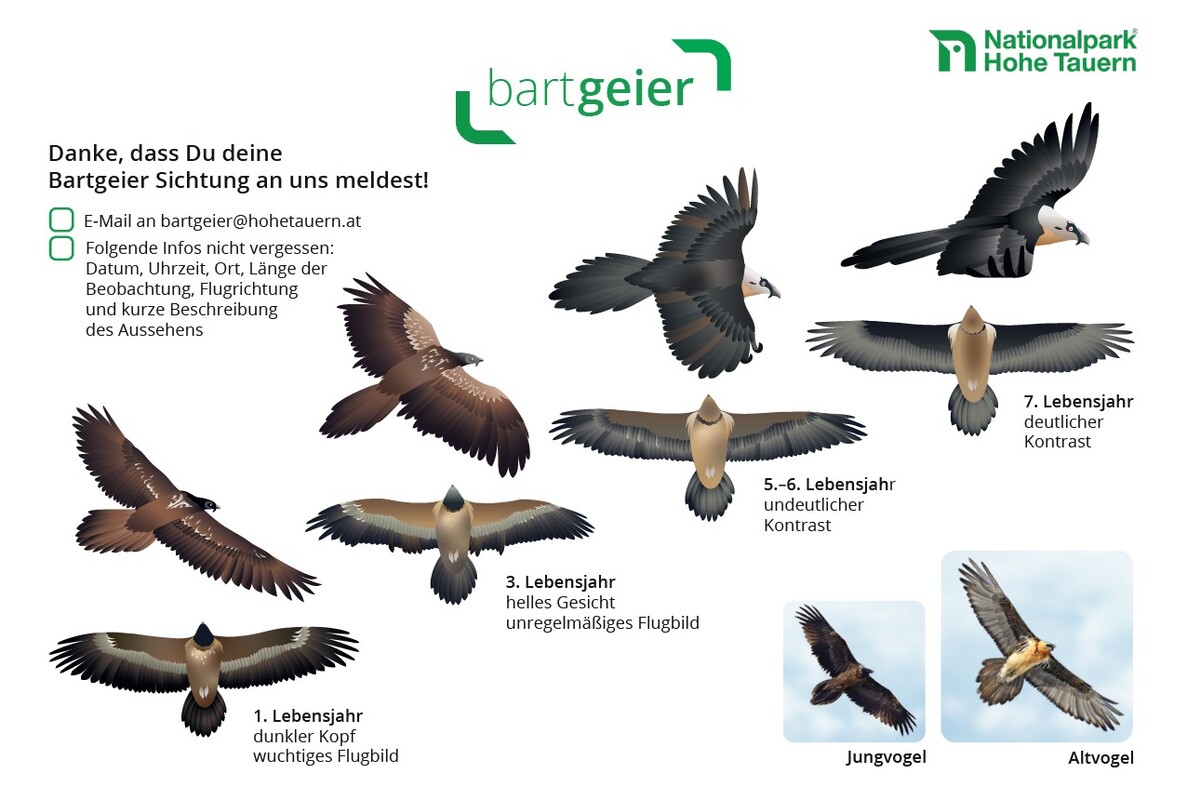 Bartgeierdarstellung in verschiedenen Altersstufen zur Bestimmung