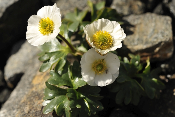 Gletscherhahnenfuss c NPHT Rieder 6