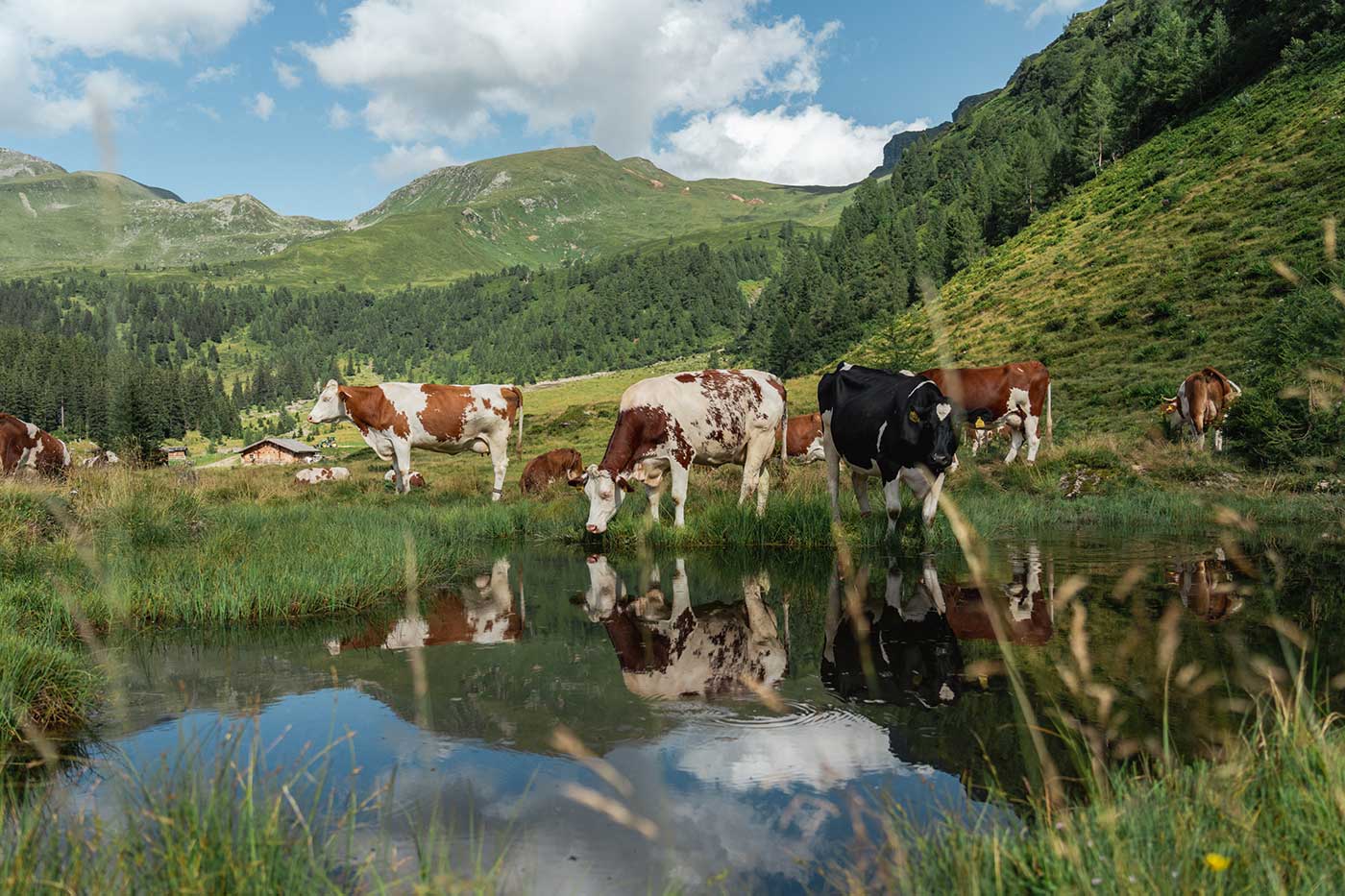 Kuehe auf der Alm c Kathrin Egger
