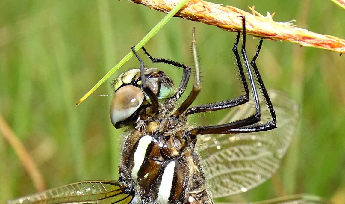 Libelle Auge cNPHTAndreasAngermann