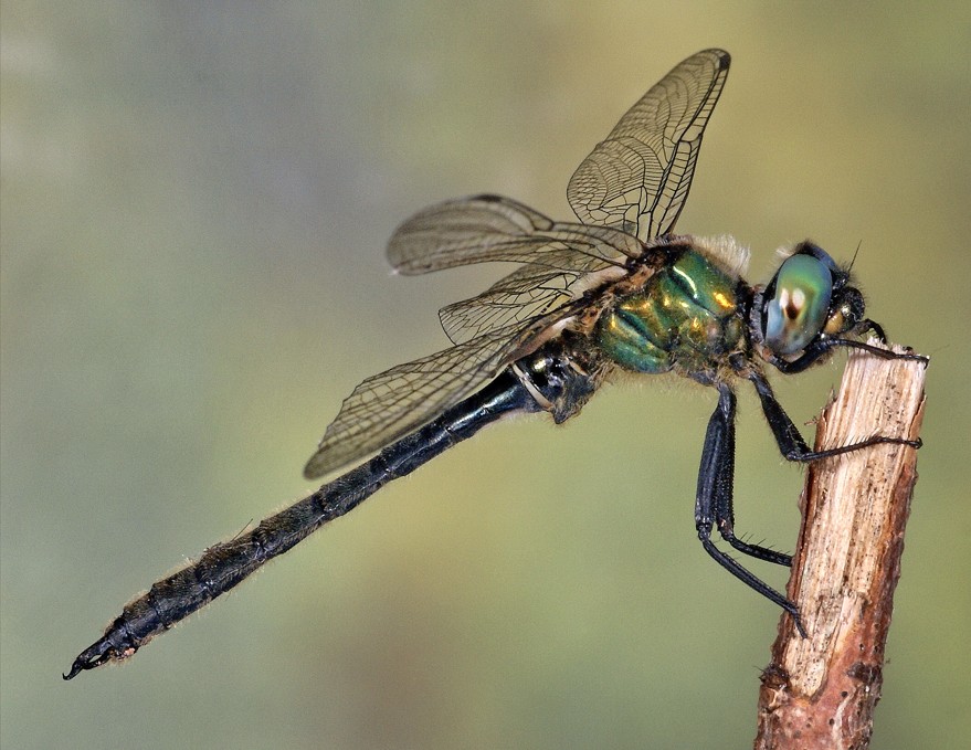 Somatochlora cWittmann