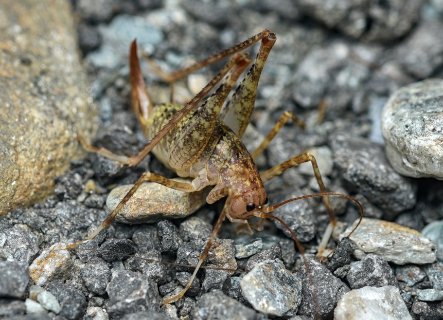 Hoehlenschrecke c Seifert