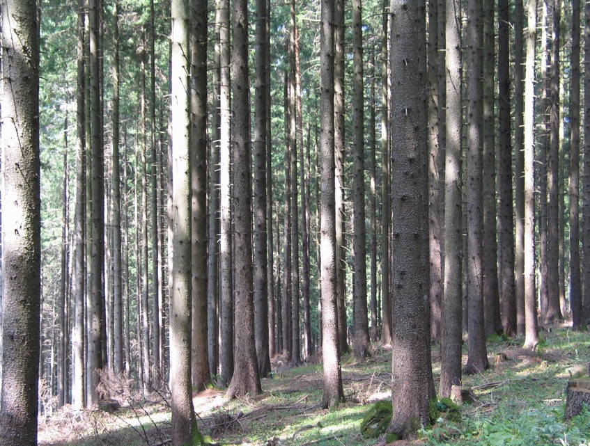 WirtschaftswaldcNPHTGruber