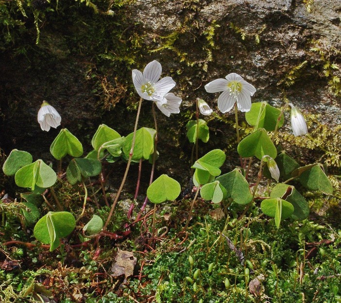 waldsauerklee c Wittmann