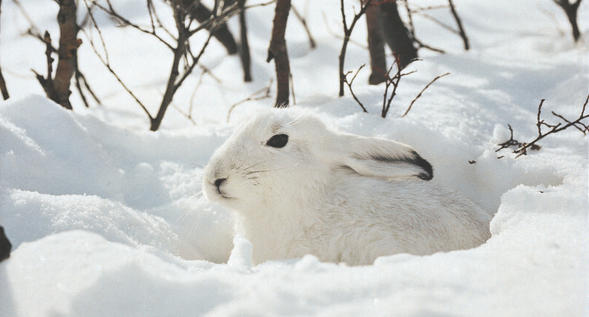 Schneehase 1