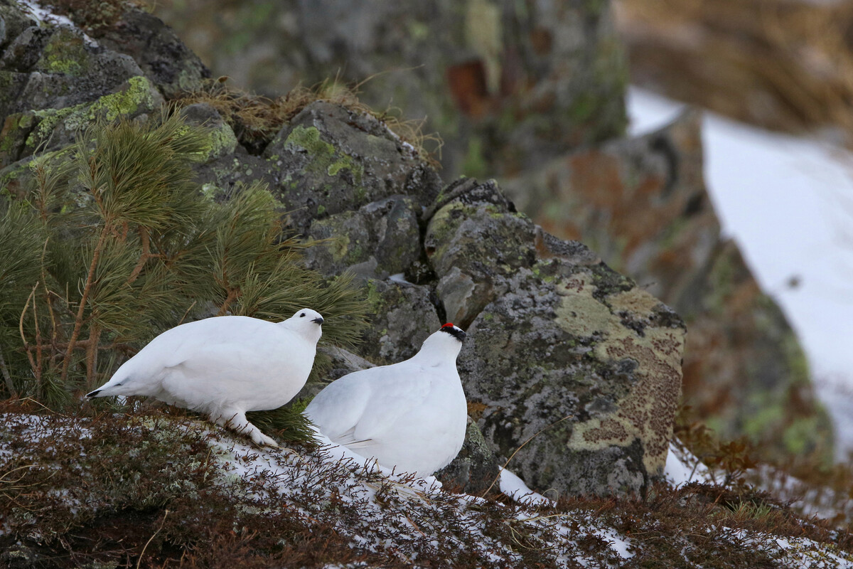 Das Alpenschneehuhn schützt sich mit einer Schneehöhle vor Wetter und Feinden, nur zur Nahrungssuche kommt es heraus. Fehlt der Schnee, ist das weiße Gefieder in der grünen Landschaft weithin zu sehen und Füchse oder Raubvögel haben leichtes Spiel. Nicht nur den Schneehühnern fehlt die isolierende Schneeschicht zum Graben für Schneehöhlen. Auch Murmeltieren fehlt mangels Schnee die Isolationsschicht beim Winterschlaf im Bau. 