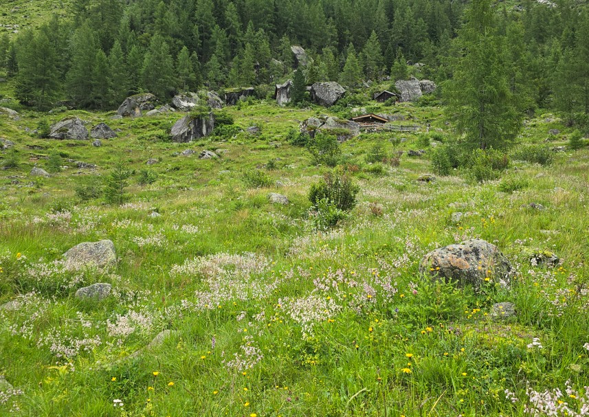 Aschamalm Fettweide c Susanne Aigner