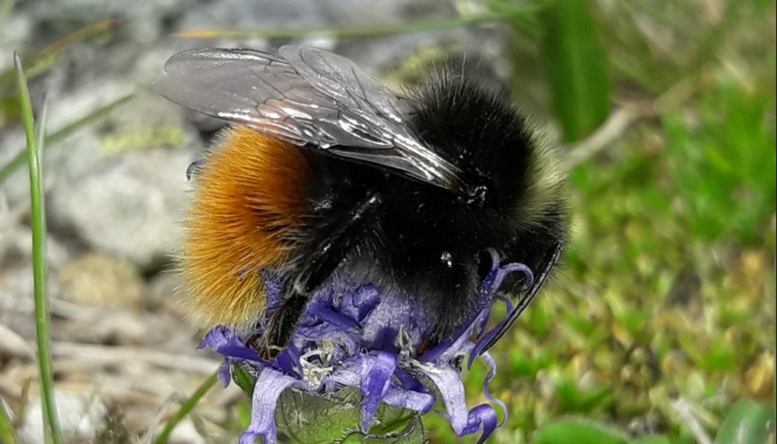 Alpenhummel c Walter Wallner