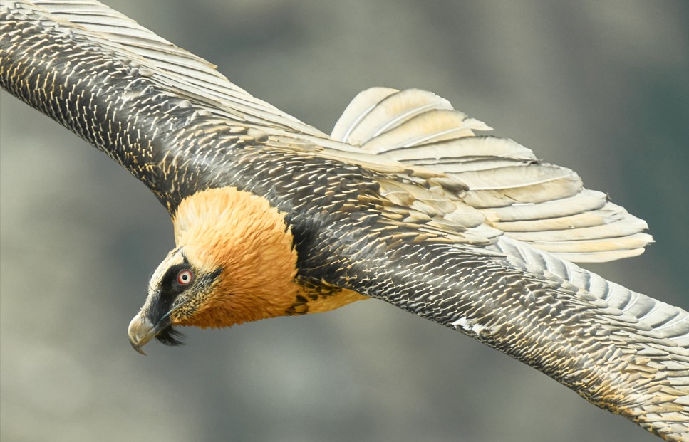 Bartgeier im Flug c Peter Heel