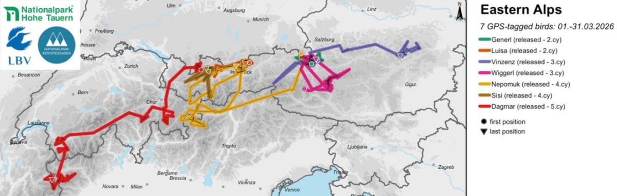 Besenderte Bartgeier in &Ouml;sterreich C Vulture Conservation Foundation