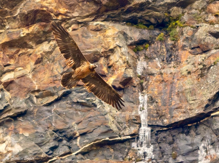 Bartgeier Recka im Flug