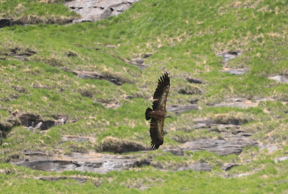G&auml;nsegeier im Flug