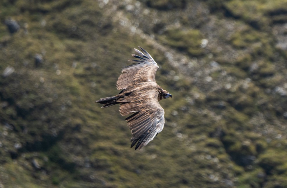 M&ouml;nchsgeier im Flug