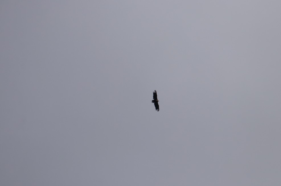 M&ouml;nchsgeier im Flug
