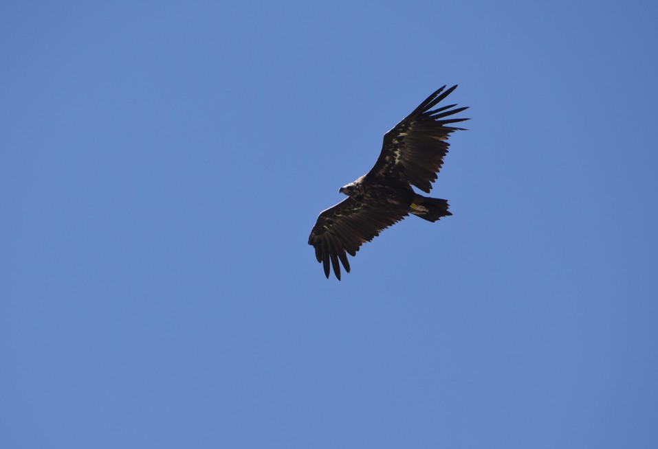 M&ouml;nchsgeier im Flug