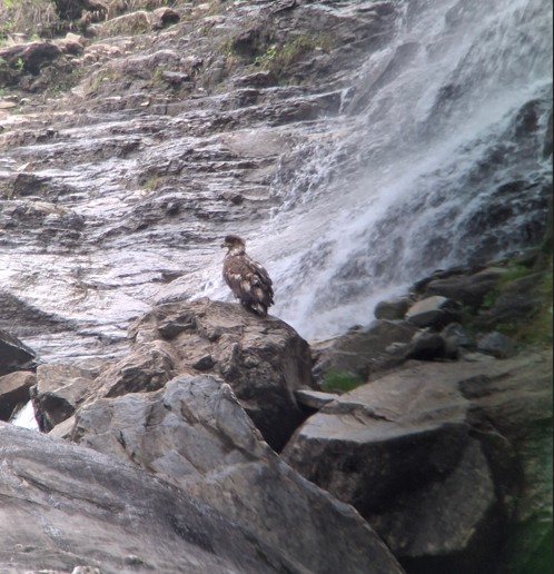 Junger Seeadler sitzt auf Fels im Krumltal
