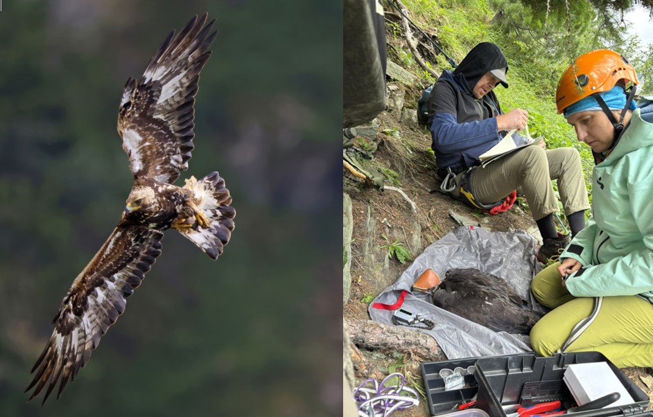 Steinadler links im Flug - rechts Besenderung eines jungen Steindalers