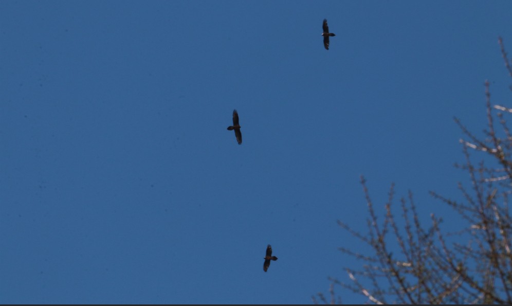 Drei Bartgeier fliegen in der Luft