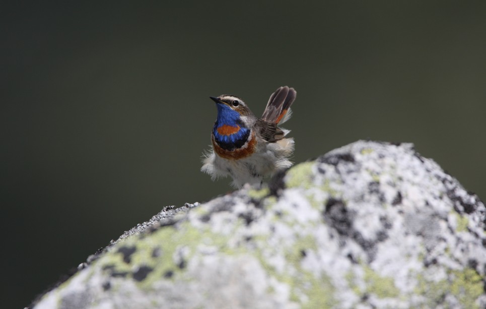 Rotsterniges Blaukehlchen sitzt auf Fels