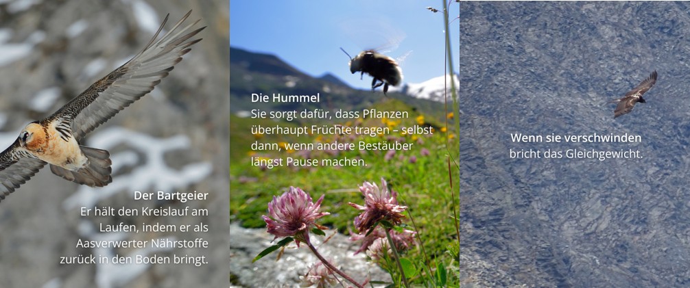 Sujet von Bartgeier und Hummel mit Infos zu Schl&uuml;sselarten