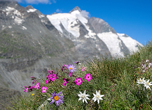 Bezaubernde Blütenpracht Umgebung Großglockner