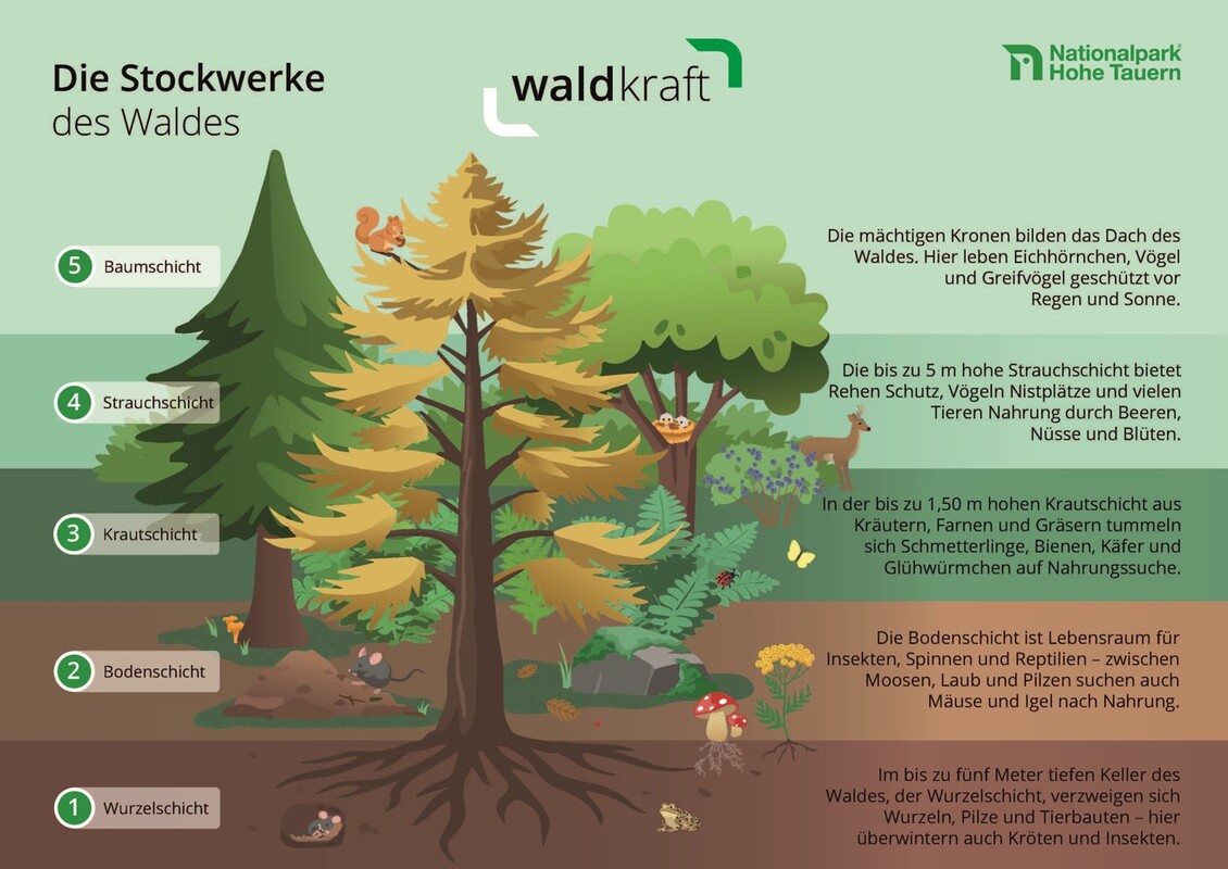 WaldStockwerke cNPHT Egger