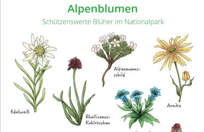 Darstellung von schützenswerten Alpenblumen