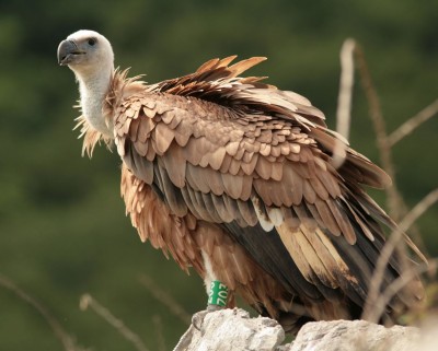 Banded griffon vulture c Fulvio Genero