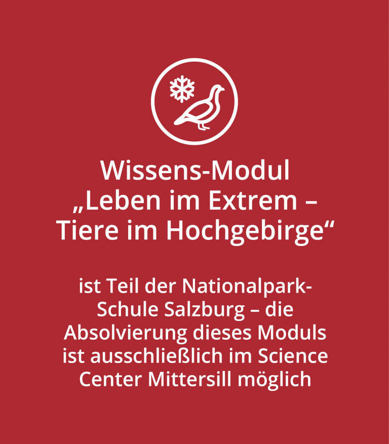 Wissens-Modul &bdquo;Leben im Extrem &ndash; Tiere im Hochgebirge&ldquo; ist Teil der Nationalpark-Schule Salzburg und kann ausschlie&szlig;lich im Science Center Mittersill absolviert werden &copy; NPHT