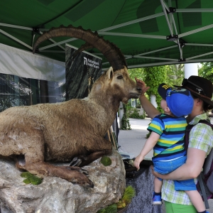 cNationalparkHoheTauern4