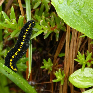 Alpenapollo Raupe_cNPHT_Paul_Wechselberger