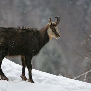 Seitenansicht eines Gamsbocks im Winter. Die Shilouette des Wildtieres füllt die Hälfte des Bildes. 