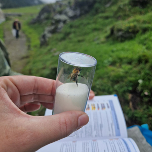 Um die Hummel bestimmen zu können, muss sie zur Betrachtung kurz in ein Reagenzglas. © NPHT/A. Riegler