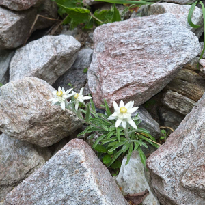 Edelweiss-Entdeckung am Weg im Untersulzbachtal. © NPHT/Stefan Lerch