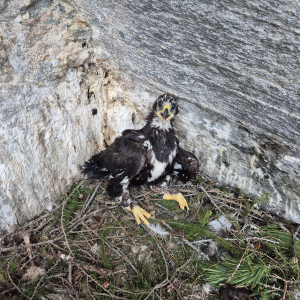 Zirki25 nach erfolgter Besenderung.Foto Franz Rührlinger