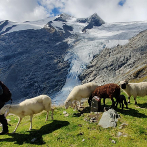 Hirte_Gschloesstal_cSchneebergerTobias (Large)