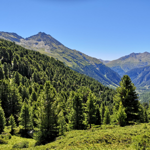 Blick auf den Oberhauser Zirbenwald. c NPHT / Kurzthaler