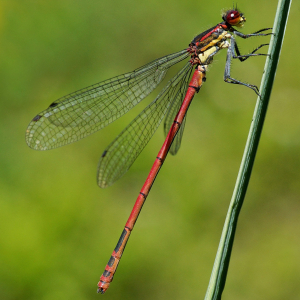 Frühe Adonisjungfer (Pyrrhosoma nymphula) c Helmut Wittmann