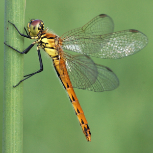 Sumpf_Heidelibelle (Sypetrum depreciusculum) c Helmut Wittmann