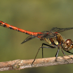 Große Heidelibelle (Sypetrum striolatum) c Helmut Wittmann