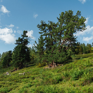 Zirbe im Hüttwinkltal © Kathrin Egger