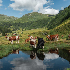 Almidylle auf der Gainschniggalm © Kathrin Egger