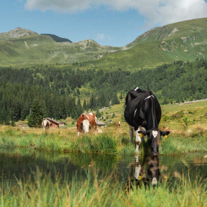 Kuh trinkt aus einer Wasserstelle nahe der Gainschniggalm. © Kathrin Egger
