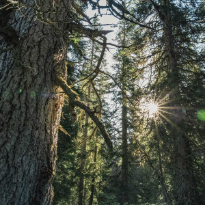 Der nahe Rauriser Urwald lädt zum Energietanken ein. © Kathrin Egger