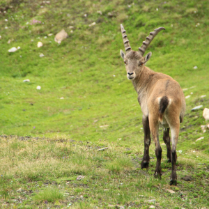 Junger Steinbock vor grünem Hintergrund