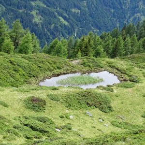 Moor im Debanttal c NPHT