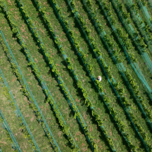 c NPHT Elias Bachmann