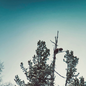Steinadler auf Zirbe_c_LukasBliem