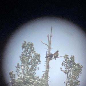 Steinadler auf Zirbe_c_LukasBliem